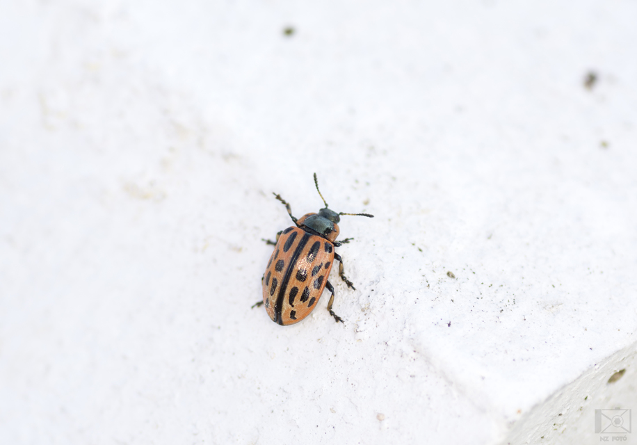 Chrysomela vigintipunctata - húszfoltos fűzlevelész