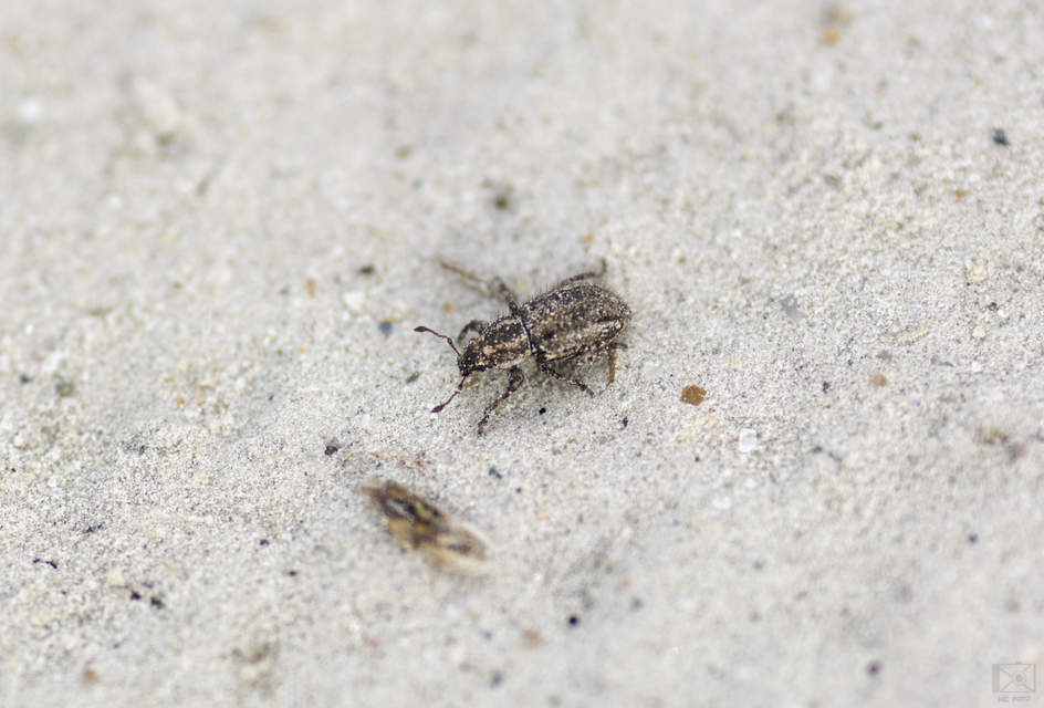 Cycloderes pilosulus - pikkelyeslábú ormányos