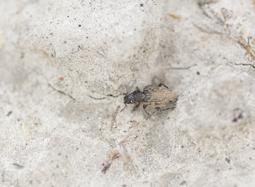 Tanymecus dilaticollis - kukorica-hegyesfarúbarkó