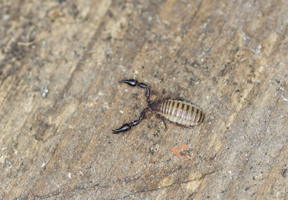 Pseudoscorpionida - Álskorpiók