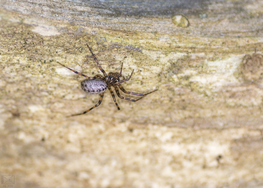 Stemonyphantes lineatus - vonalas vitorlapók