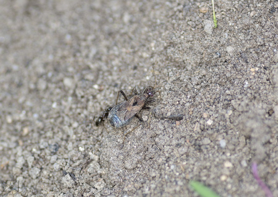 Himacerus mirmicoides - csalán-tolvajpoloska