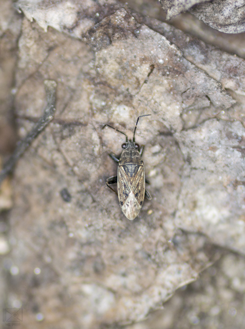 Peritrechus