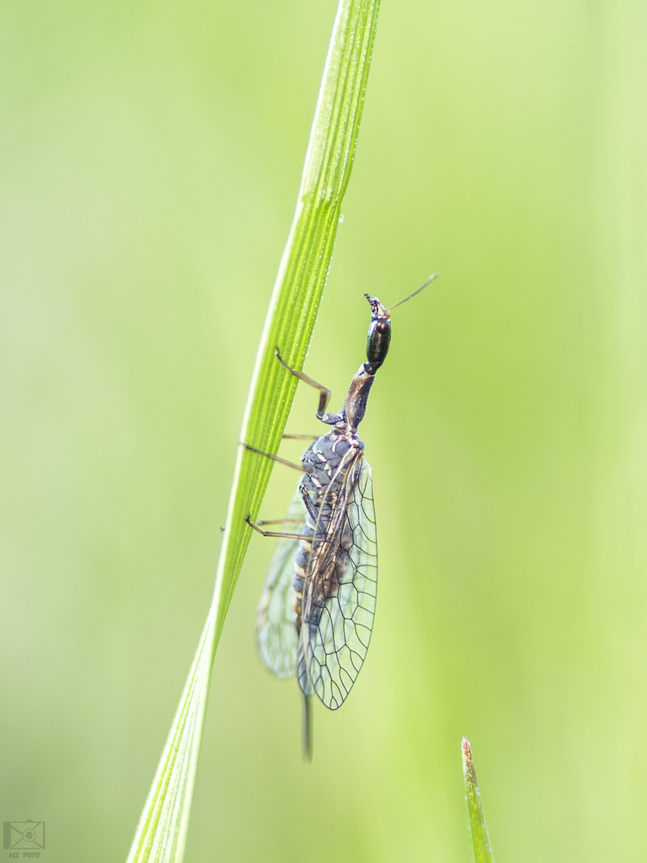 Raphidia
