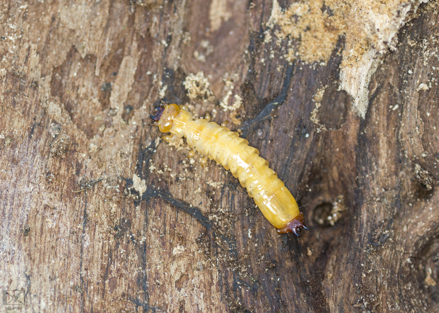 Pyrochroa coccinea - nagy bíborbogár