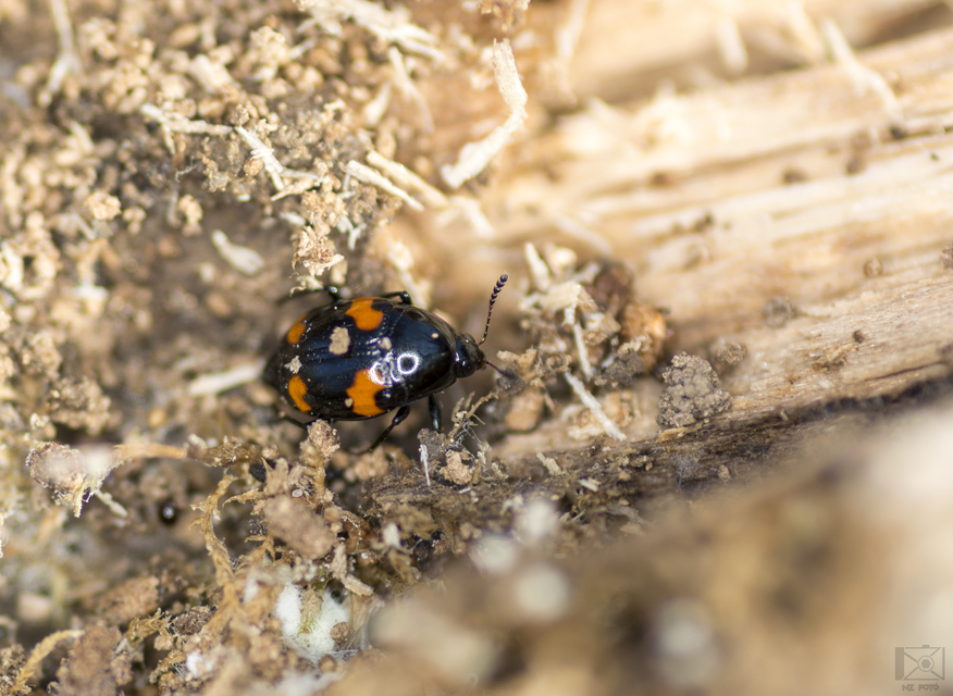 Scaphidium quadrimaculatum - négyfoltos sajkabogár