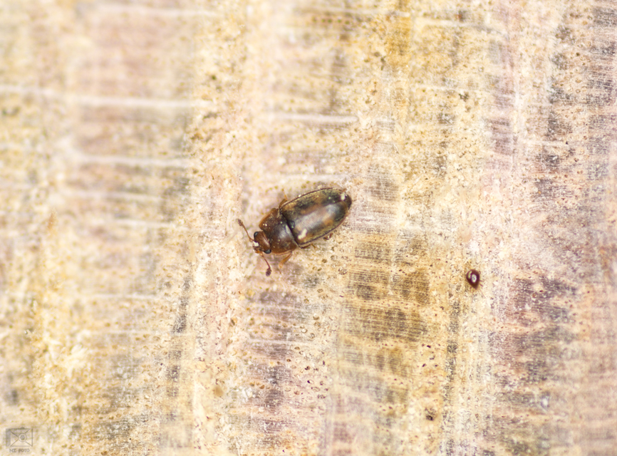 Epuraea Epuraea