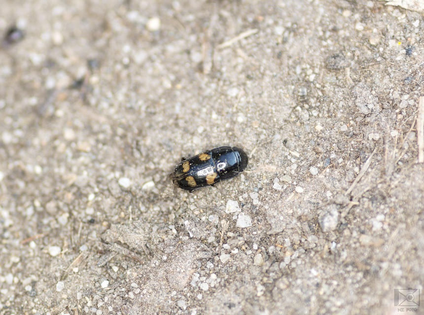 Glischrochilus quadrisignatus - amerikai fénybogár Glischrochilus quadrisignatus - amerikai fénybogár