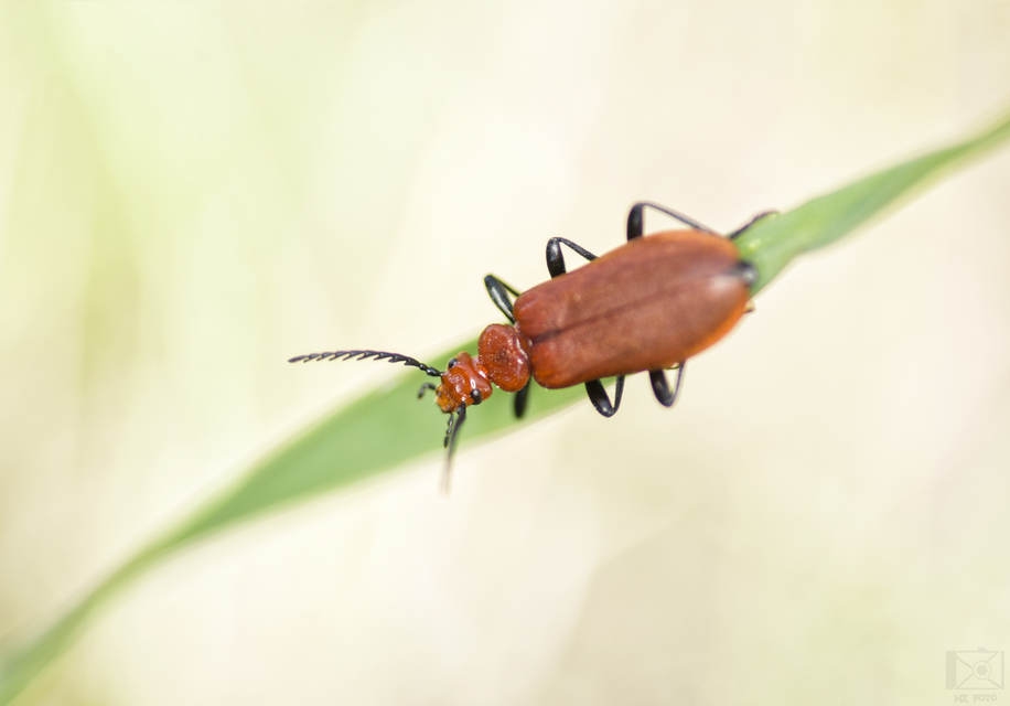 Pyrochroa serraticornis - közép-bíborbogár