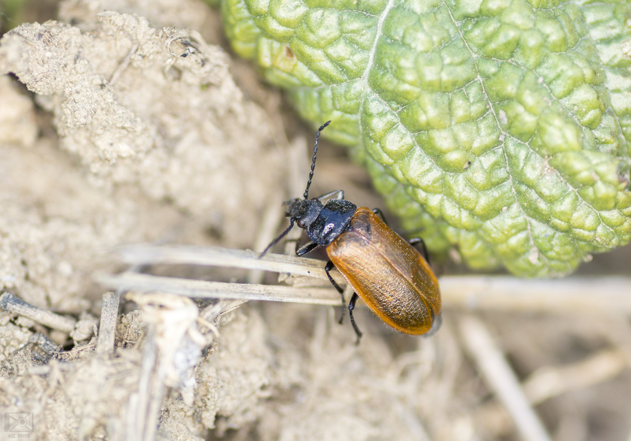 Omophlus proteus - közönséges pejbogár Omophlus proteus - közönséges pejbogár