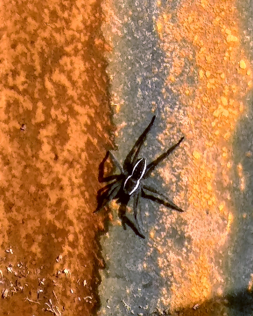 Dolomedes fimbriatus - szegélyes vidrapók