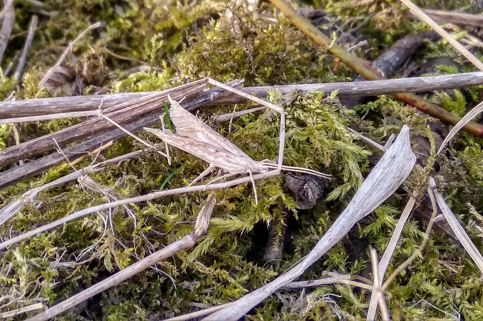 Ypsolopha mucronella - kecskerágómoly