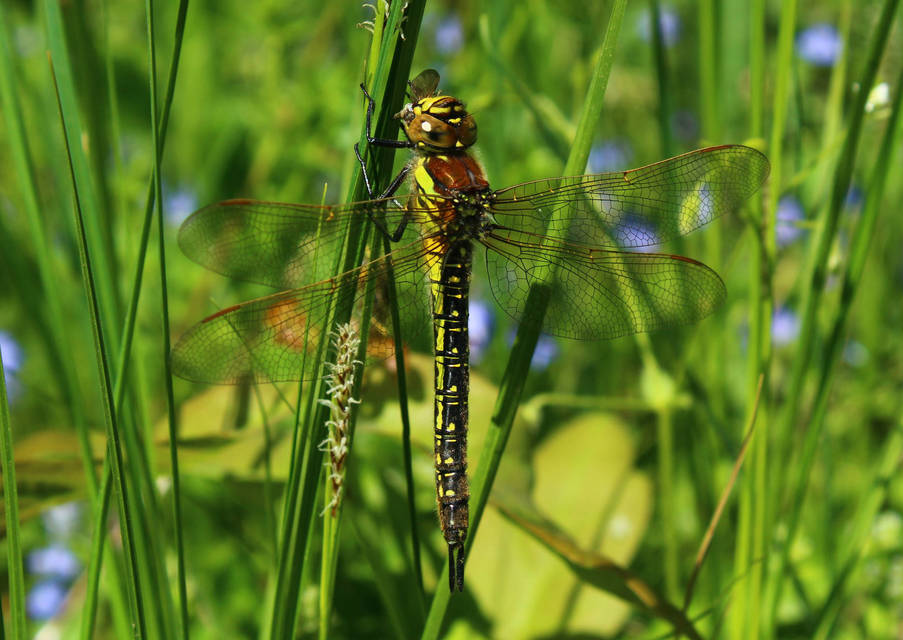 Brachytron pratense - szőrös karcsúacsa