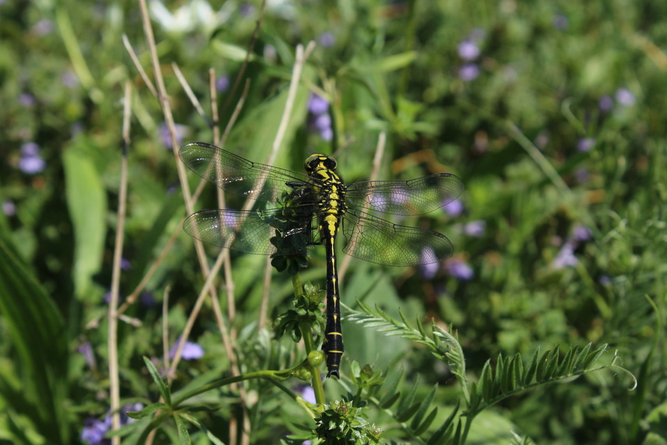 Gomphus vulgatissimus - feketelábú folyami-szitakötő