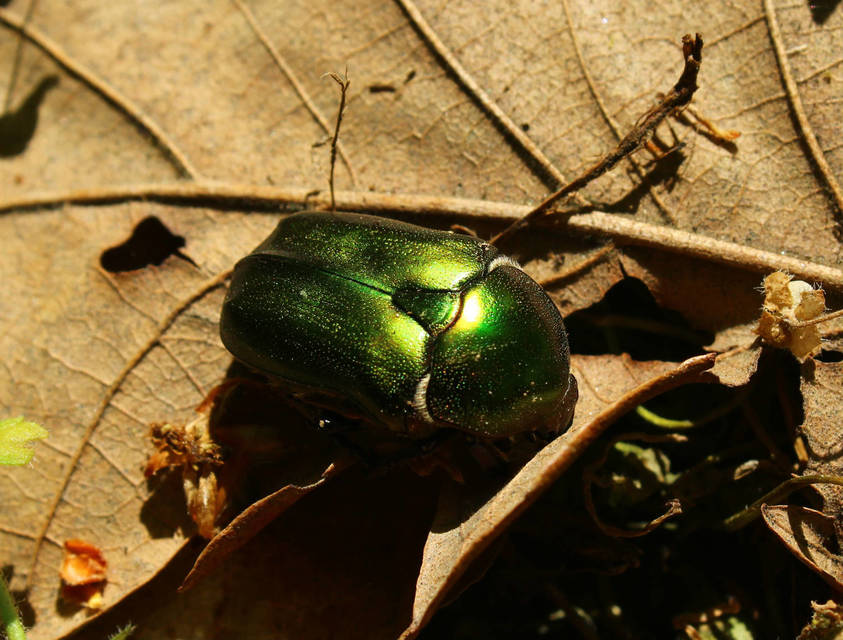 Protaetia cuprea obscura - olajzöld virágbogár