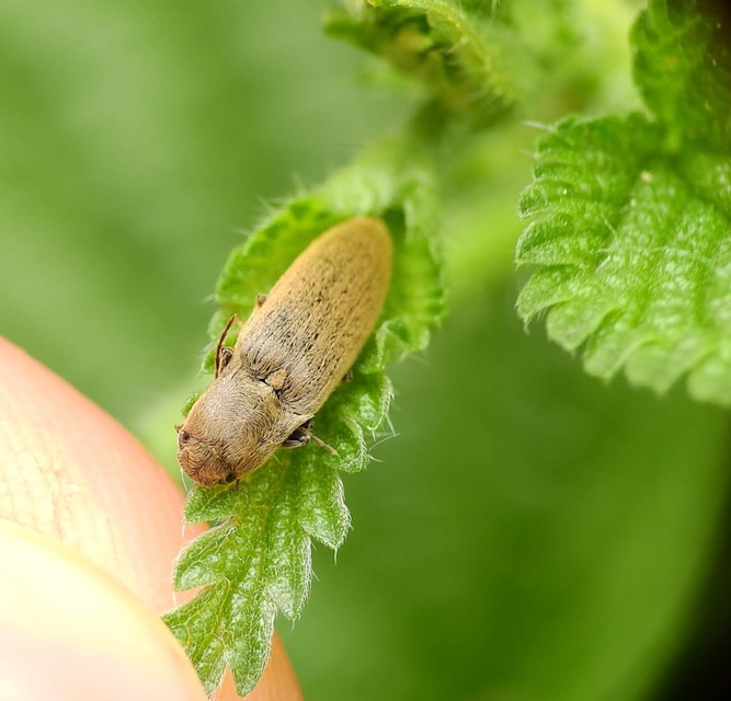 Synaptus filiformis - talpas pattanó
