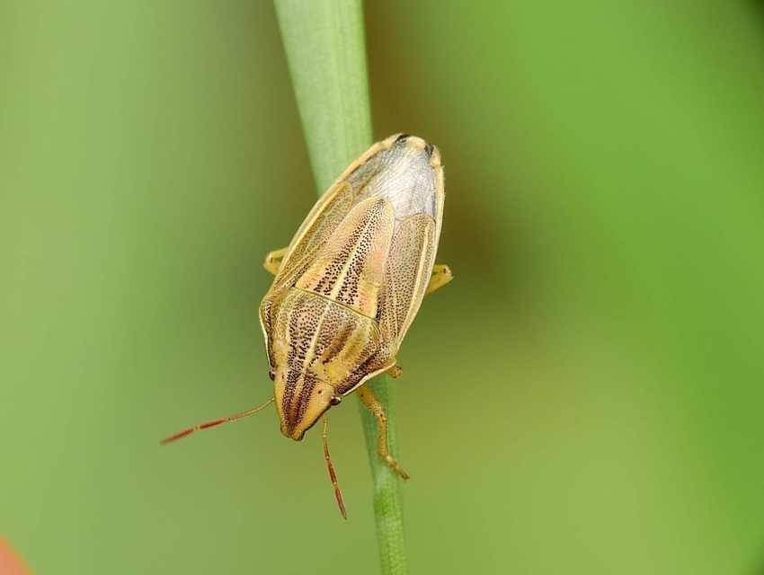 Aelia acuminata - közönséges szipolypoloska Aelia acuminata - közönséges szipolypoloska