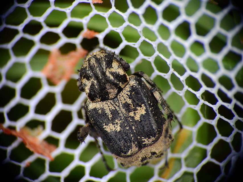 Valgus hemipterus - suta virágbogár