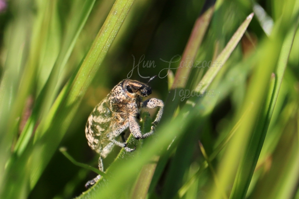 Cyphocleonus dealbatus - márványos barkó
