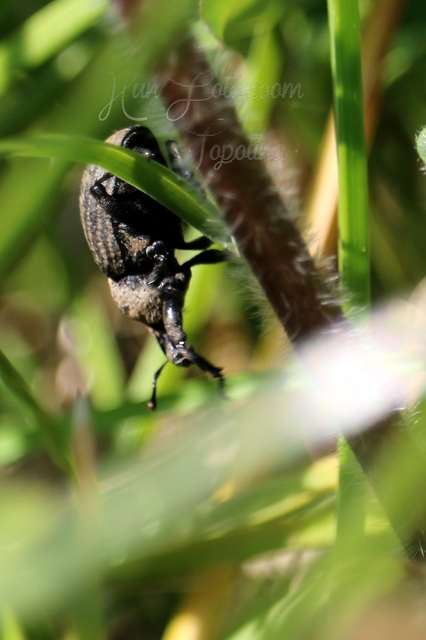 Minyops variolosus - nyugati bordásormányos
