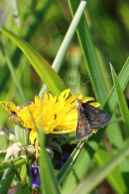 Pyrausta despicata - réti bíbormoly