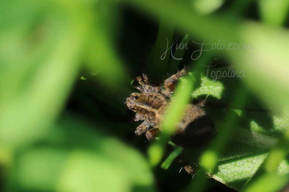 Pardosa