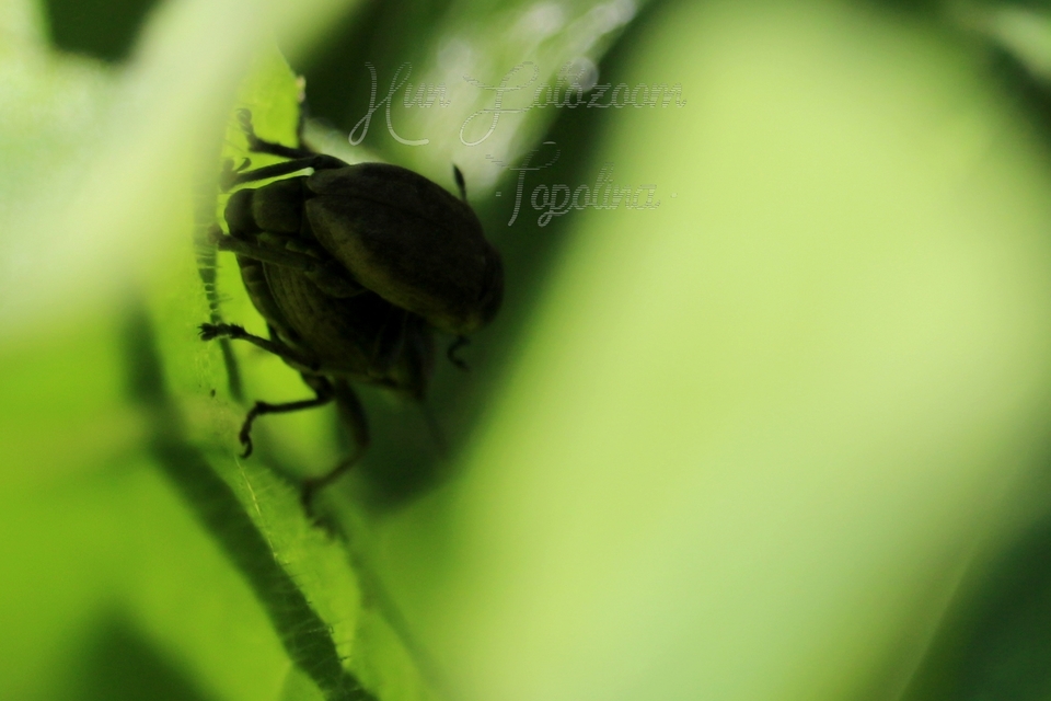 Tanymecus palliatus - közönséges hegyesfarúbarkó