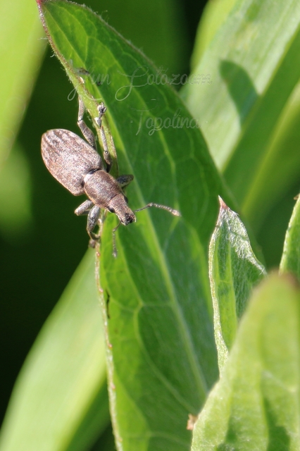 Tanymecus palliatus - közönséges hegyesfarúbarkó