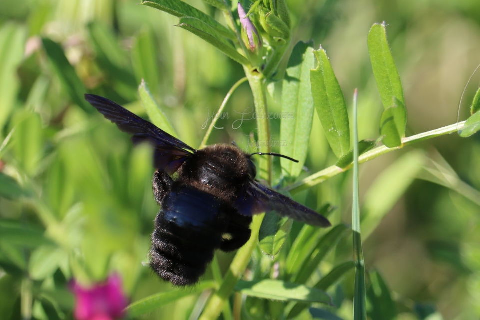 Xylocopa violacea - kék fadongó