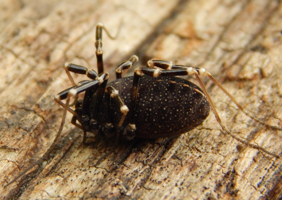 Opiliones - Kaszáspókok