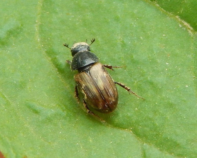 Aphodius prodromus - sárgalábú trágyabogár