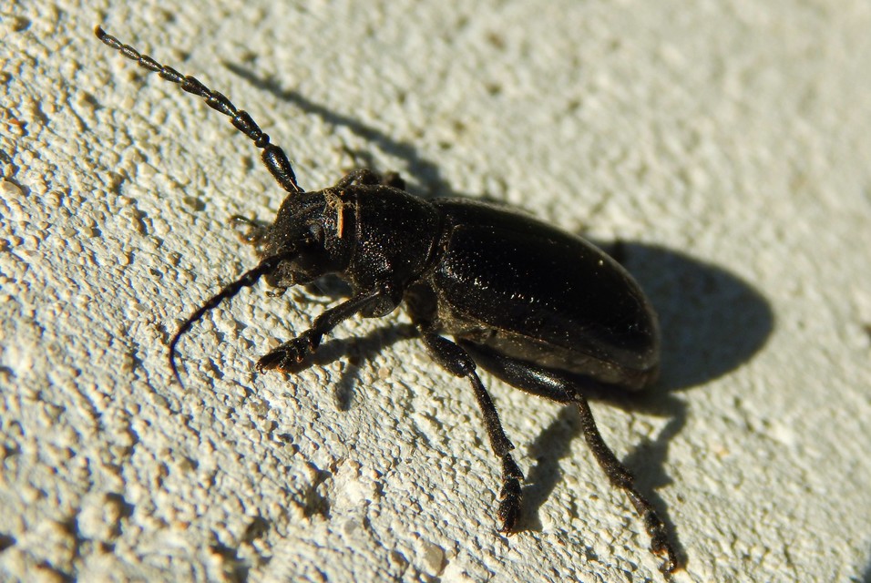 Dorcadion aethiops - fekete gyalogcincér