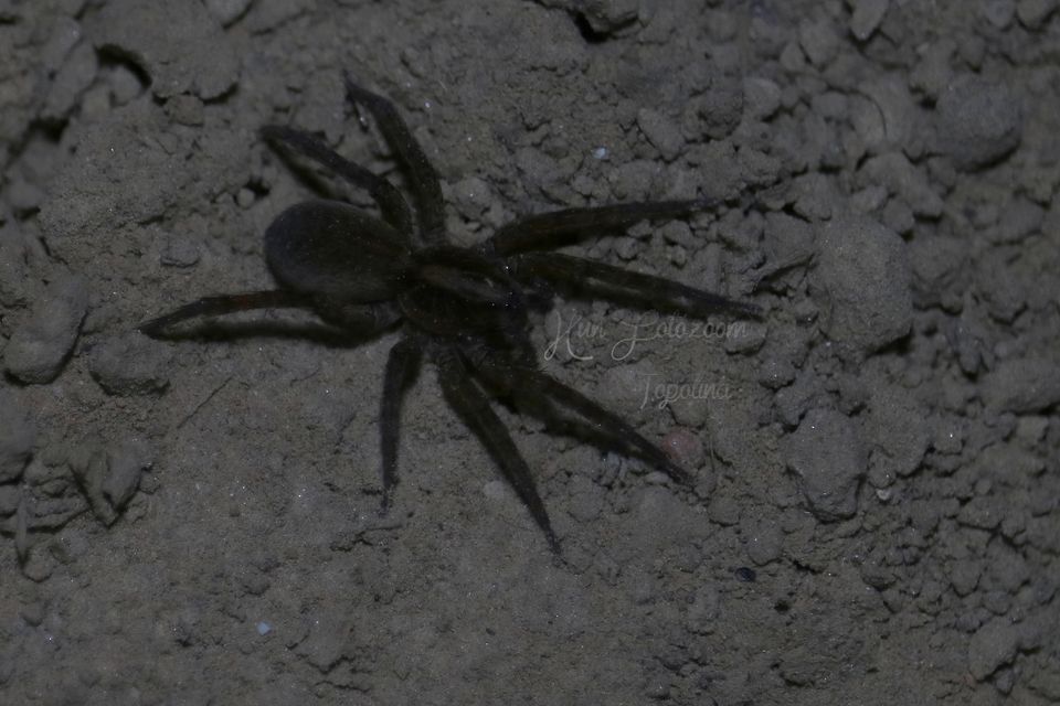 Trochosa
