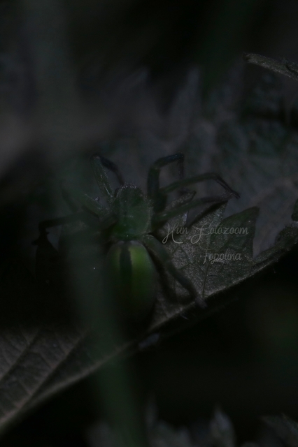Micrommata virescens - hunyópók