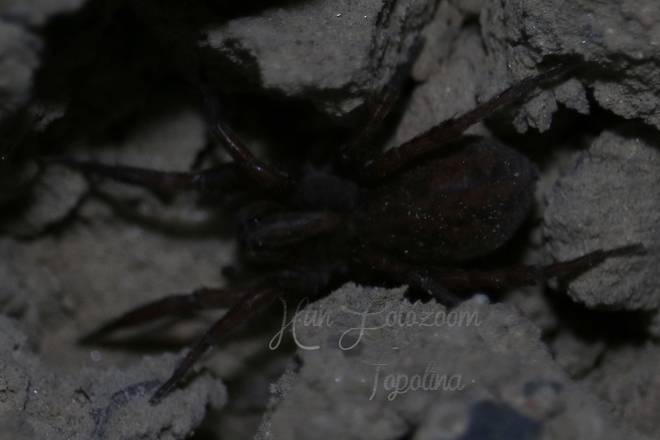 Trochosa