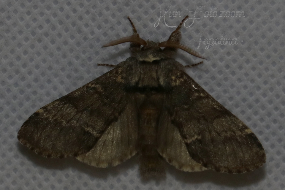 Drymonia ruficornis - cserfa-púposszövő