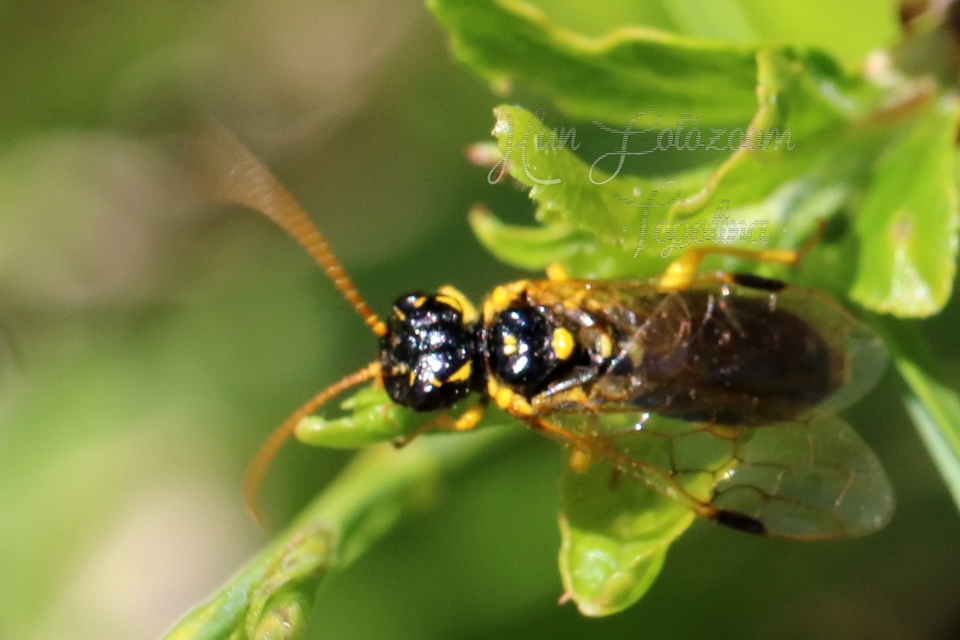 Pamphiliidae - szövődarazsak