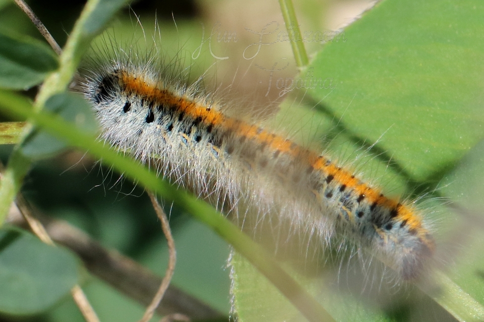 Lasiocampa trifolii - lóhereszövő