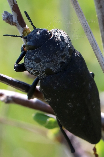 Capnodis tenebrionis - kökény-tükrösdíszbogár