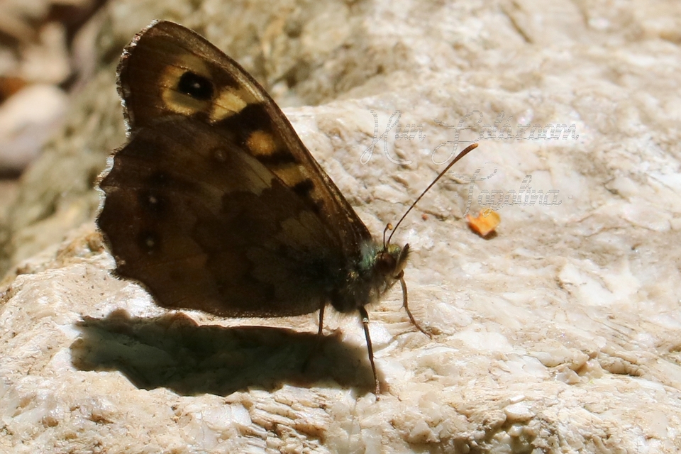 Pararge aegeria tircis - erdei szemeslepke