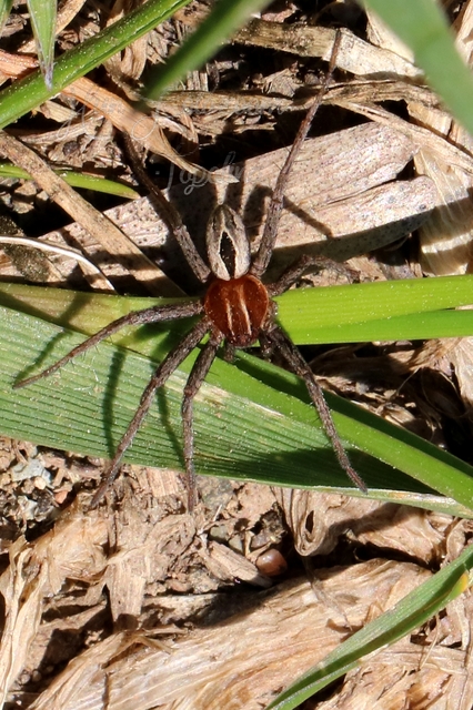 Thanatus arenarius