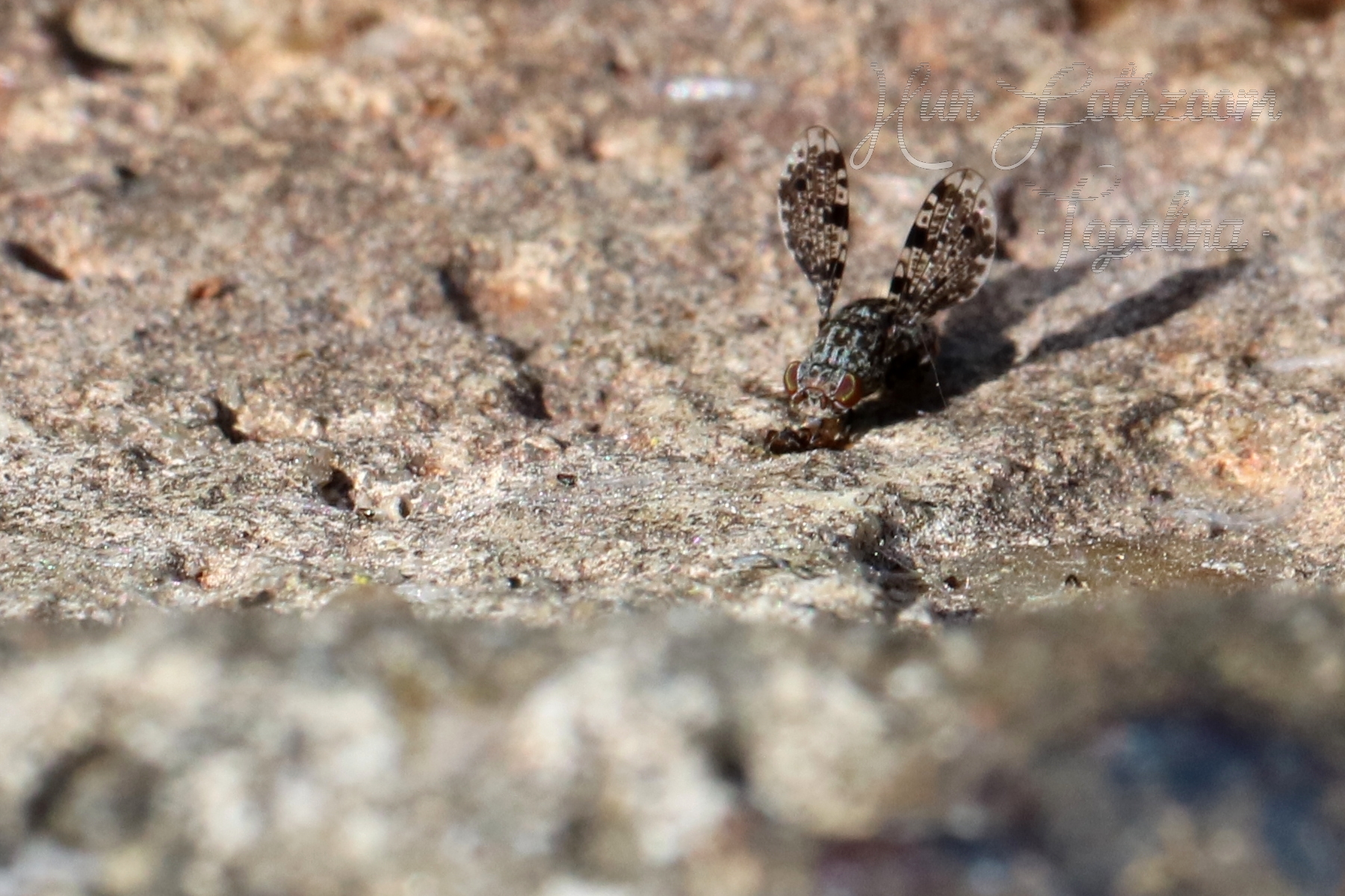 Callopistromyia annulipes - pávalégy