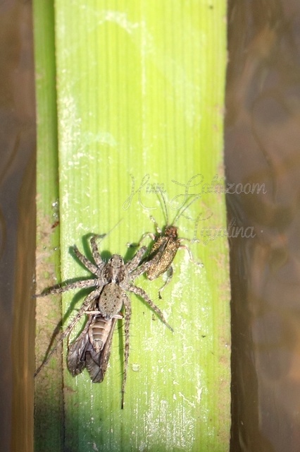 Pardosa