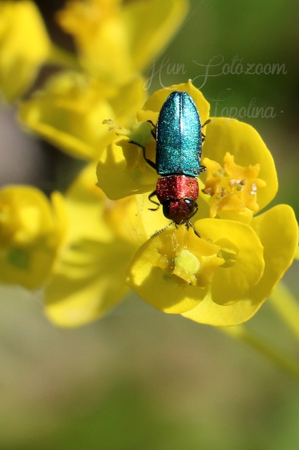 Anthaxia nitidula - ragyogó virágdíszbogár