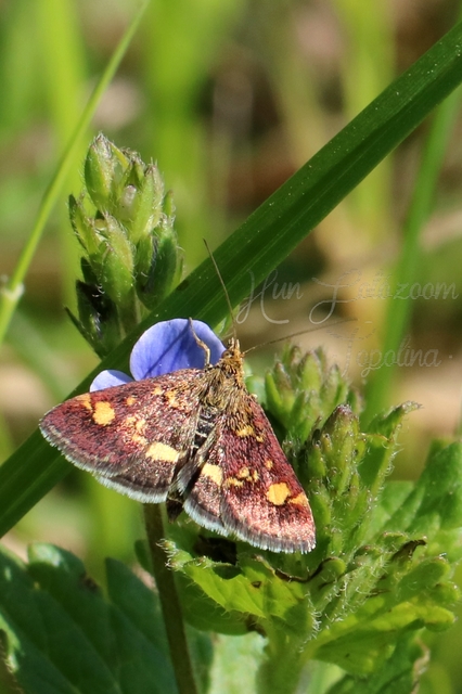 Pyrausta aurata - aranyló bíbormoly