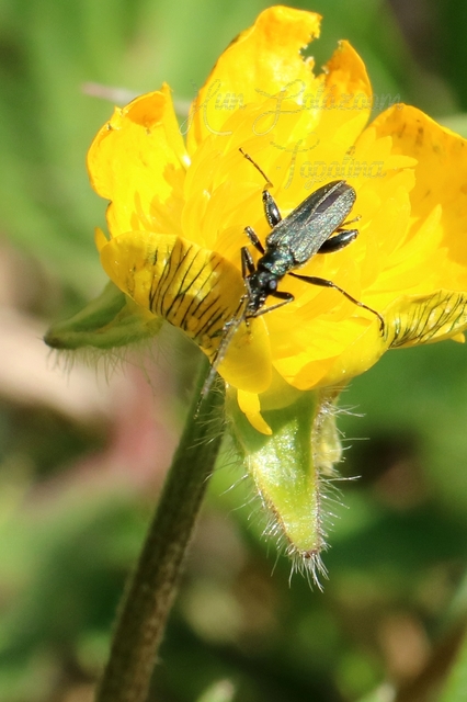 Oedemera virescens - zöldes álcincér