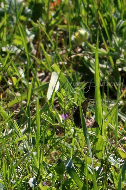 Erynnis tages - cigánylepke