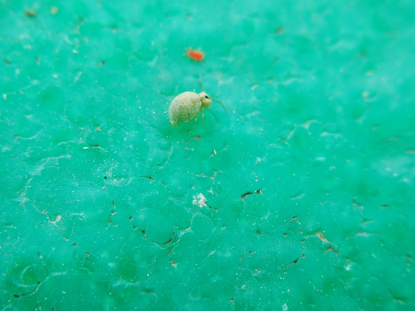 Sminthurus viridis