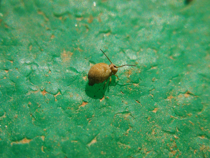 Sminthurus viridis