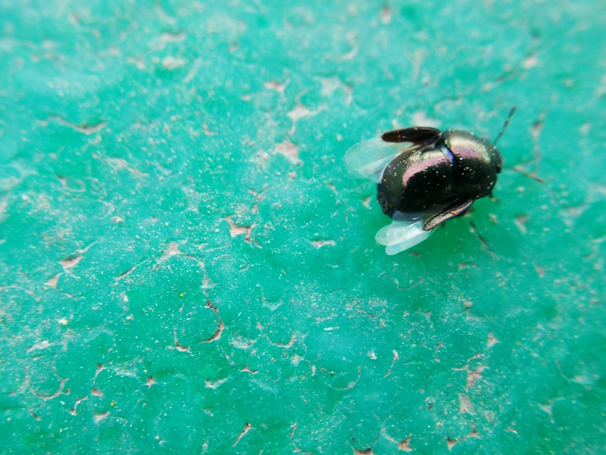Thyreocoris scarabaeoides - fémes földipoloska